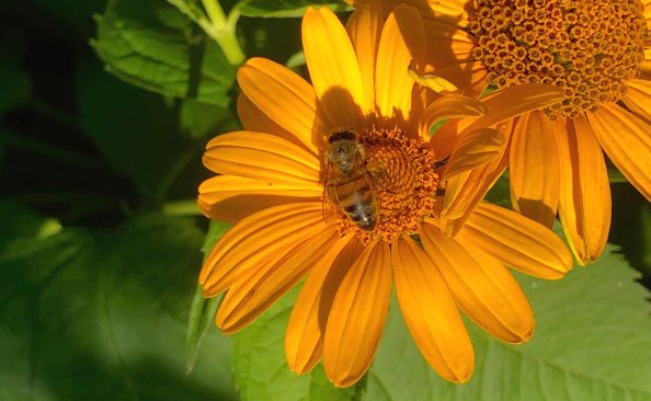 Апитерапия при артрите