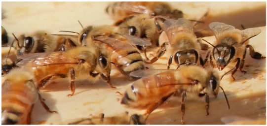 Лечение пчелиным ядом