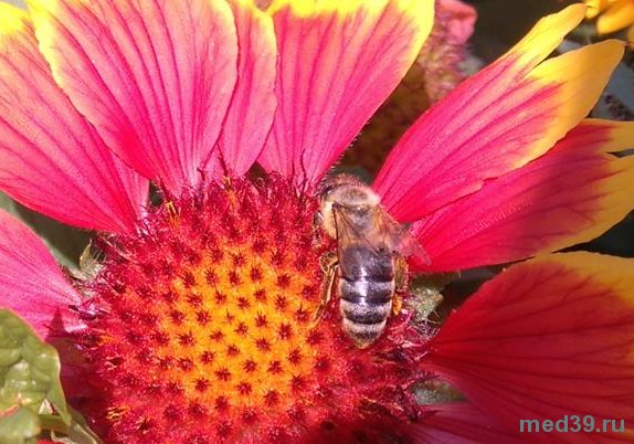 Продукты пчеловодства при мигрени