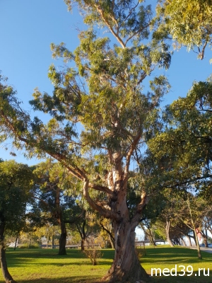 Эфирное масло эвкалипта