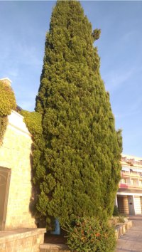 Эфирное масло кипариса