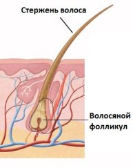 волосяной фолликул