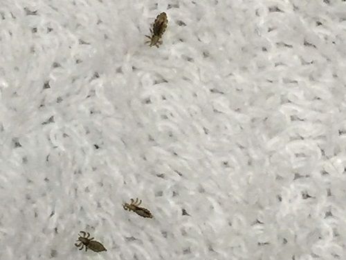 Вши в белье