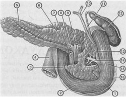 Поджелудочная железа