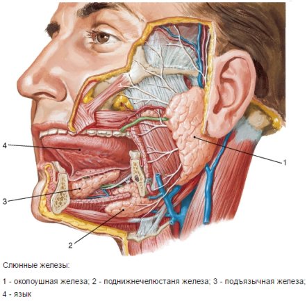 Сиалоаденит, воспаление слюнных желез