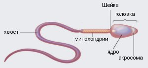 Нормальные сперматозоиды