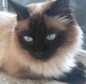 Болезни кошек, передающиеся человеку