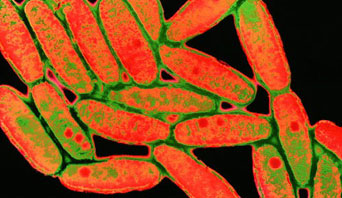 Болезнь легионеров