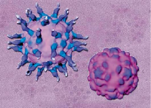 Вирус полиомелита