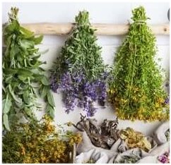 Дисциркуляторная энцефалопатия: фитотерапия помогает
