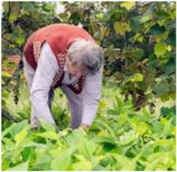 Инсульт на грядке