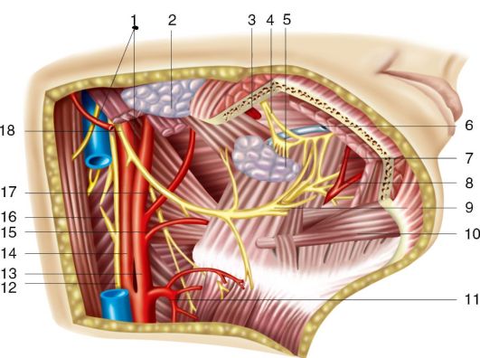 Верхний гортанный нерв (n. hryngeus superior)