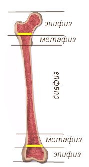 эпифиз и диафиз