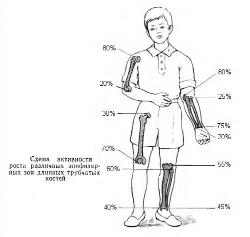 эпифиз и диафиз