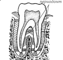 Периодонт