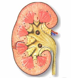 Хроническая почечная недостаточность