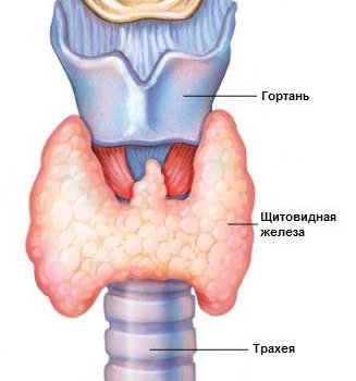 строение щитовидной железы человека