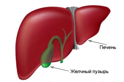Желчный пузырь фото