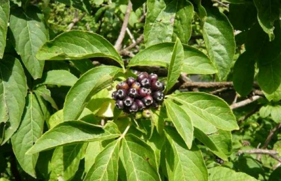 Акантопанакс сидячецветковый