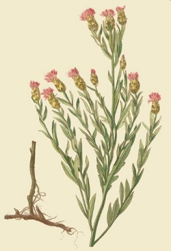 Горчак ползучий