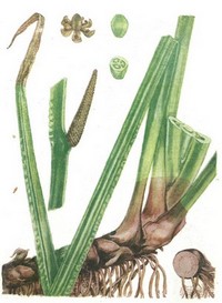 Аир тростниковый, ирный корень