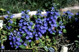 Живучка ползучая фото