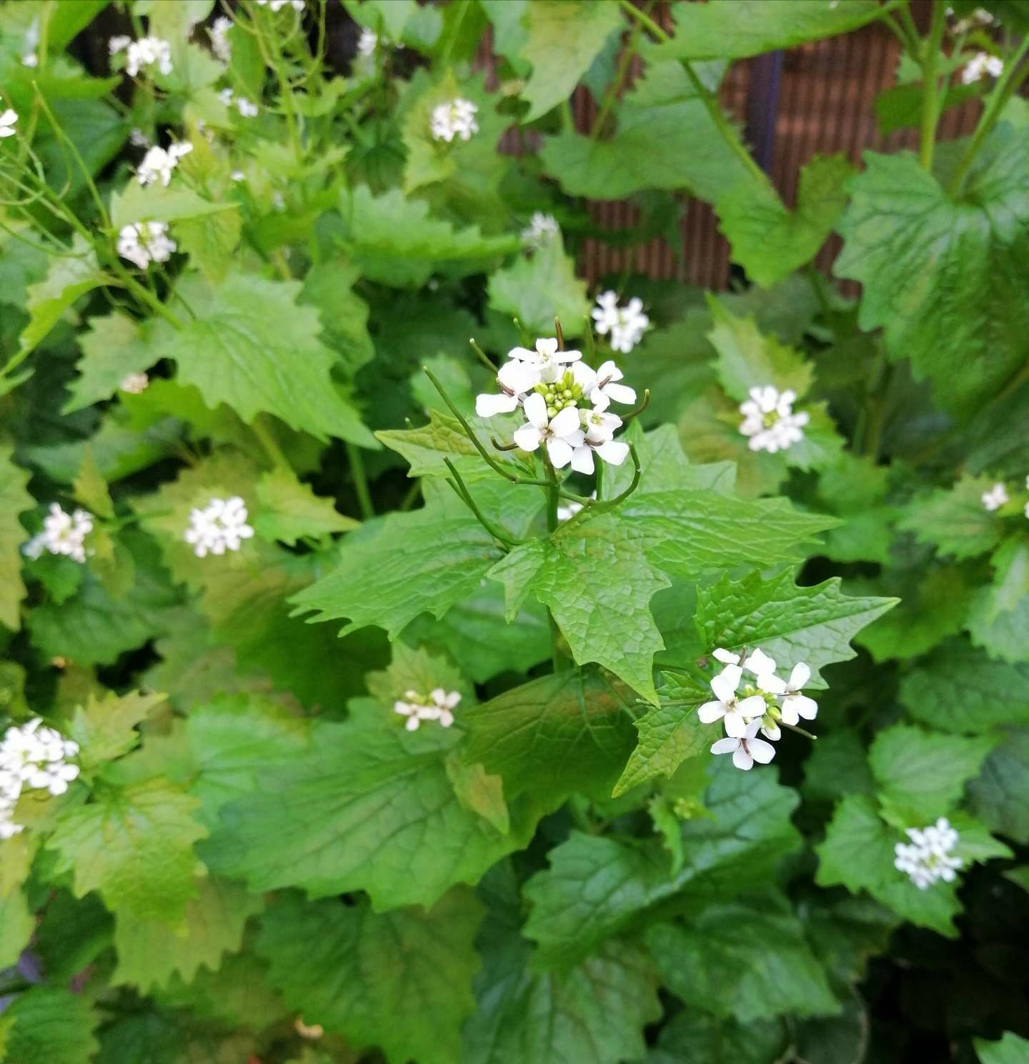 Чесночник лекарственный (чесночница)