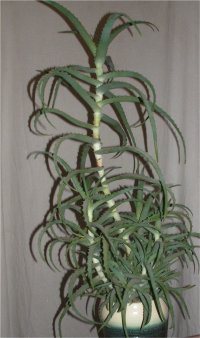 Алоэ древовидное лечение