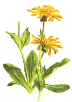 Арника горная фото