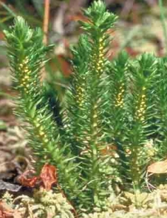 Баранец обыкновенный