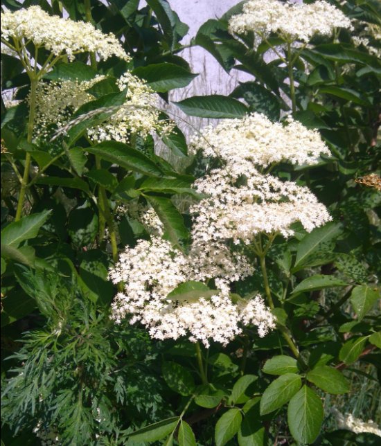 лечение бузиной