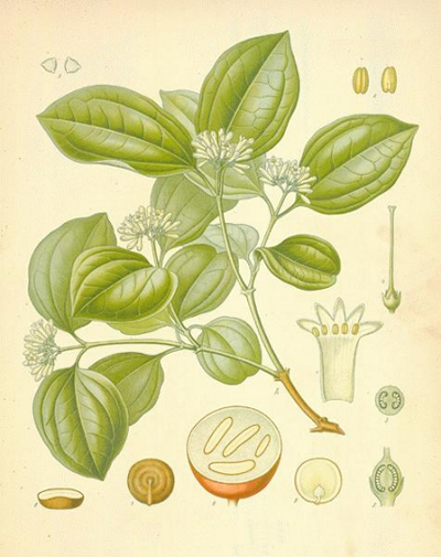 полезные свойства рвотного ореха