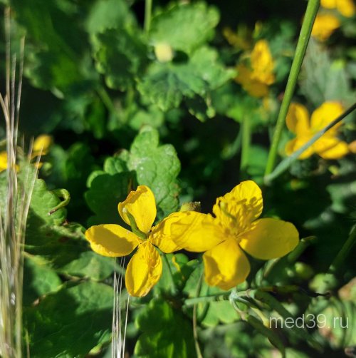 Чистотел лекарственные свойства