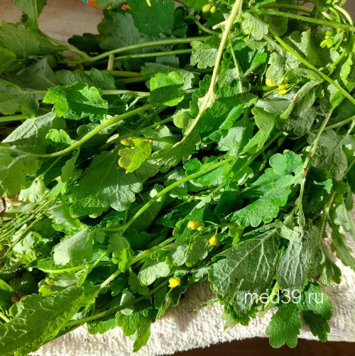 Приготовление сока из чистотела