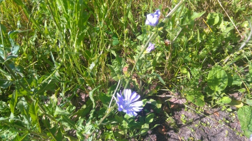 Цикорий обыкновенный