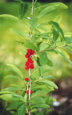 Волчье лыко