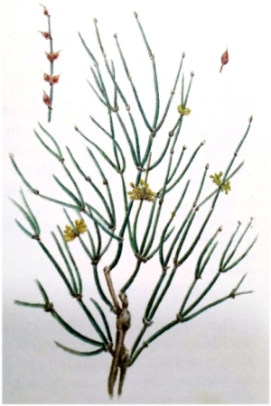 Эфедра хвощевая