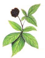 Элеутерококк колючий