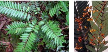 Эврикома длиннолистая