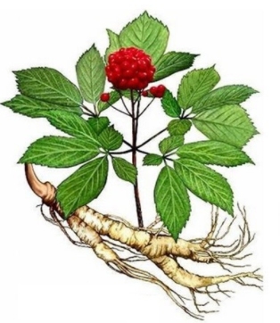 Женьшень обыкновенная