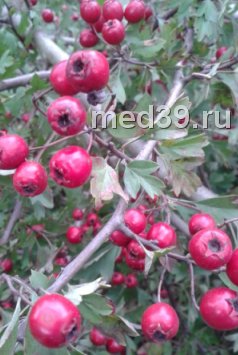 боярышник полезные свойства