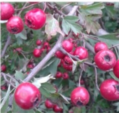 Польза боярышника для сердца