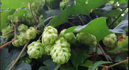 Хмель в народной медицине 