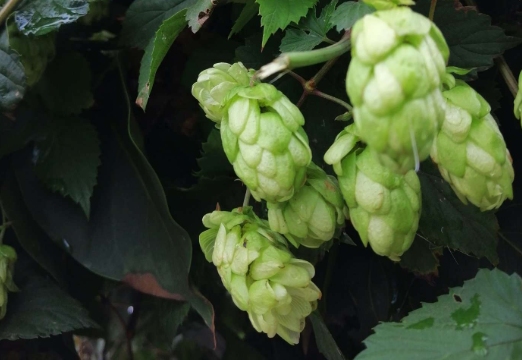 Хмель в народной медицине 