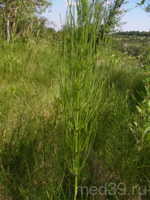 Хвощ полевой