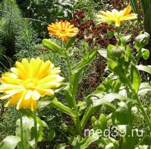 Польза календулы