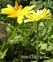 Календула в народной медицине