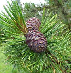 полезные свойства кедра 