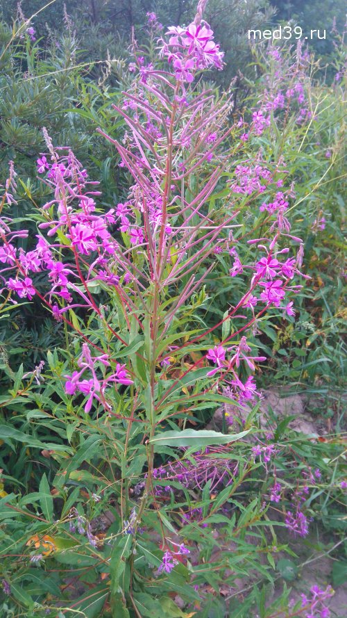 Кипрей узколистный, иван-чай лечебные свойства