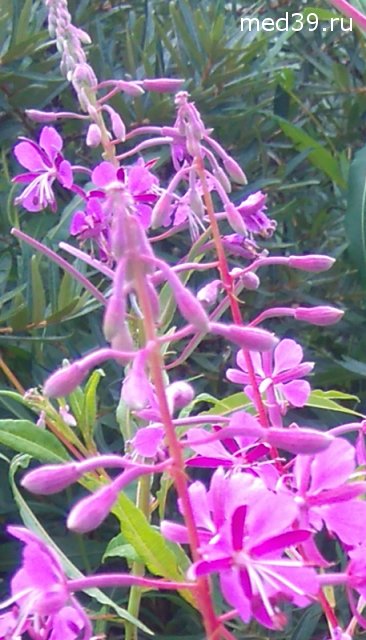 Кипрей узколистный, иван-чай лечебные свойства